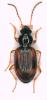 Bembidion tetracolum